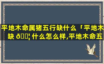 平地木命属猪五行缺什么「平地木缺 🐦 什么怎么样,平地木命五行缺什么」